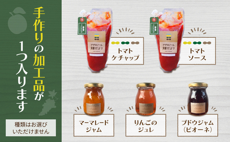 【アグロノーム】季節のお野菜セット（２～３人様向け）※2024年7月以降発送開始
