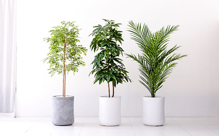次世代型インテリアグリーン　DiamondPlants　Grande【リビング 寝室】 ナノダイヤモンド 触媒 コーティングして 抗菌 抗ウィルス 消臭 防カビ 抗酸化作用 植物  アレカヤシ・グレー鉢