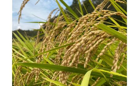令和7年産　6ヶ月定期便　コシヒカリ　無洗米　10kg【定期便 お米 白米 粘り甘み】 精米 粘りつやつや 美味しい 新鮮 