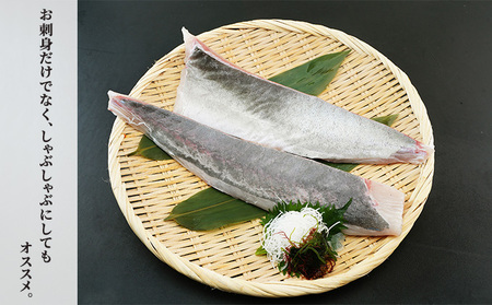 千葉市場直送　朝一活〆！カンパチ半身分（スキンレスロイン） 魚貝類 冷蔵 柵 新鮮 刺身 養殖カンパチ しゃぶしゃぶ かんぱちの刺身 つまみ 肴 
