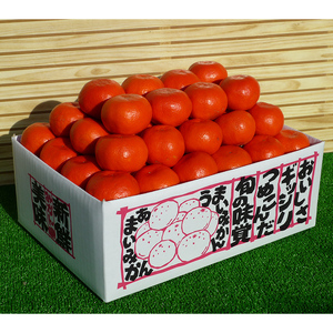 香川県のオリジナル品種 小原紅早生みかん約5kg×2箱 FAH-0138