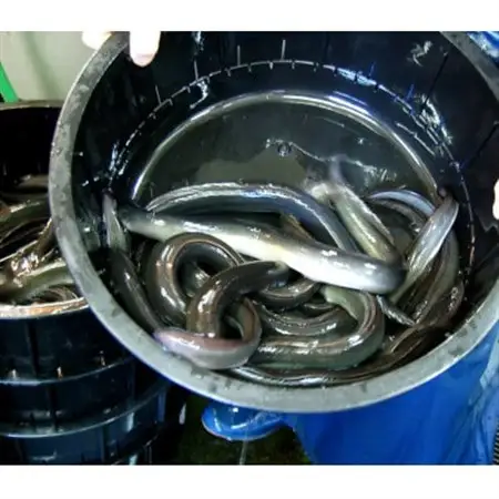 職人の手焼き　活〆うなぎ蒲焼　2尾入り(計500g)　国産【配送不可地域：離島】【1423346】