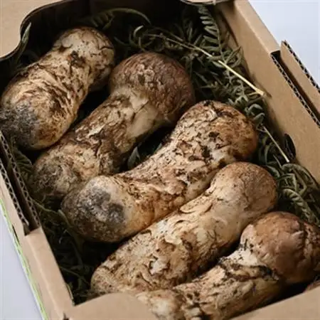 【2026秋発送】岩泉まつたけ 300g_野菜 松茸 きのこ まつたけ マツタケ_【配送不可地域：離島】【1421529】