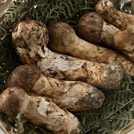 【2026秋発送】【自家用】岩泉まつたけ 300g_野菜 松茸 きのこ まつたけ マツタケ_【配送不可地域：離島】【1421549】