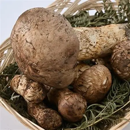 【2026秋発送】【自家用】岩泉まつたけ 500g_野菜 松茸 きのこ まつたけ マツタケ_【配送不可地域：離島】【1421552】