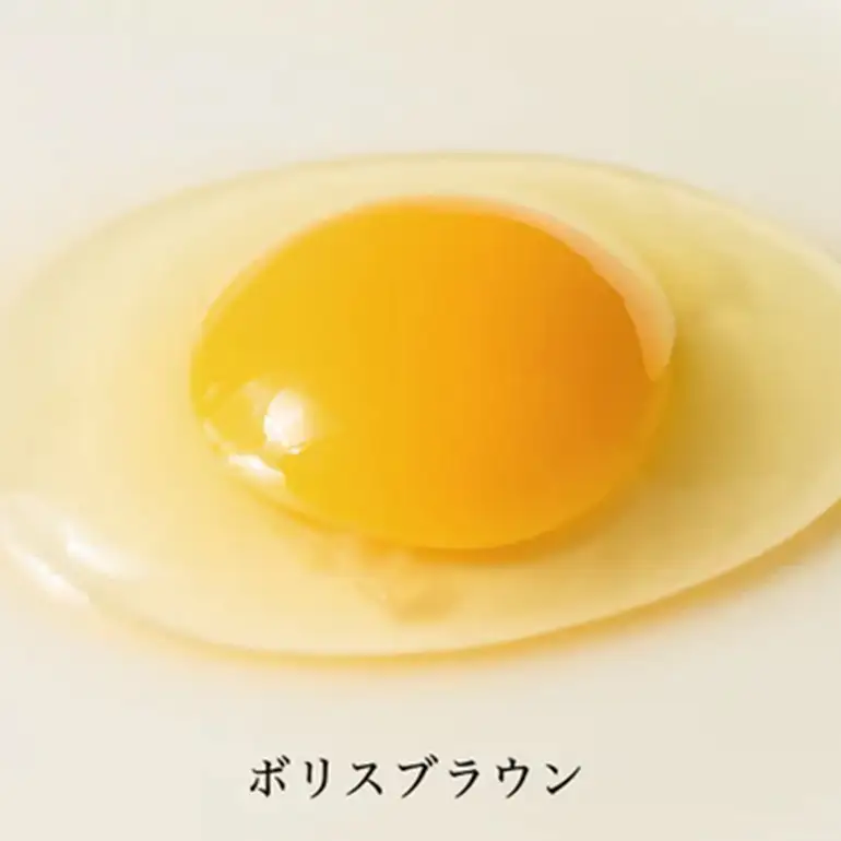 はっこう卵 3種 食べ比べ MS~L サイズ 55個 +破卵保障5個 卵 種類 サイズ おまかせ 詰め合わせ 白卵 30個 赤卵 20個 青卵 10個 アローカナ 詰合せ たまご タマゴ 食比べ 生卵 味卵 煮卵 目玉焼き ゆで卵 沖縄 産地直送 上原養鶏場 沖縄県 糸満市 115-4