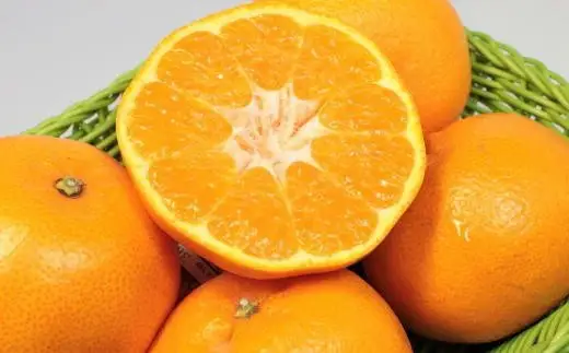 【厳選・濃厚】 紀州 有田 産の はるみ 5kg (M~Lサイズ) ※1月下旬頃～2月中旬頃順次発送（お届け日指定不可） / 果物 柑橘 フルーツ みかん 和歌山 【tec914B】