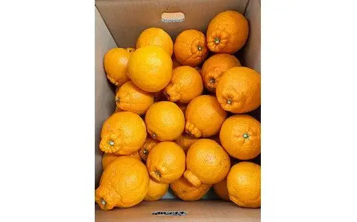 【ご家庭用訳あり】 紀州 有田産 不知火 (しらぬひ) 8.5kg 【予約】 / 果物 フルーツ くだもの 和歌山 ※2027年2月中旬頃〜3月中旬頃に順次発送予定(お届け日指定不可) ※離島への配送不可 【uot507A】