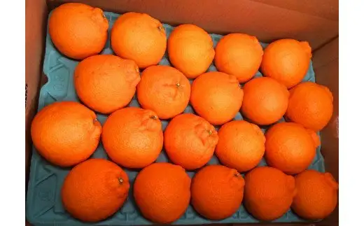 紀州 有田産 不知火 (しらぬひ) 5kg / みかん 蜜柑 フルーツ 果物 くだもの ※2027年2月下旬頃〜3月中旬頃に順次発送予定(お届け日指定不可) ※離島への配送不可 【uot709A】