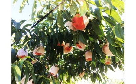 【先行予約】紀州和歌山産の桃　約4kg　化粧箱入 ※2026年6月下旬頃〜2026年8月上旬頃順次発送（お届け日指定不可） / もも モモ 桃 ギフト 贈り物 プレゼント 夏ギフト 果物 フルーツ 人気 産地直送 和歌山県 お取り寄せ 【uot723A】