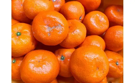  【ご家庭用訳アリ】 初夏の みかん なつみ 7.5kg  / 果物 柑橘 甘い 和歌山 有田 ※2027年4月中旬頃〜4月下旬頃に順次発送予定(お届け日指定不可)  ※離島への配送不可【uot733A】