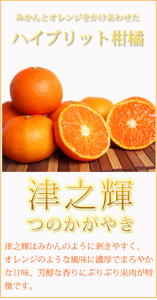  津之輝(つのかがやき)　5kg【予約】　※2027年1月下旬頃〜2027年2月上旬頃に順次発送予定 (お届け日指定不可) / みかん 蜜柑 フルーツ 果物 くだもの 【uot761】