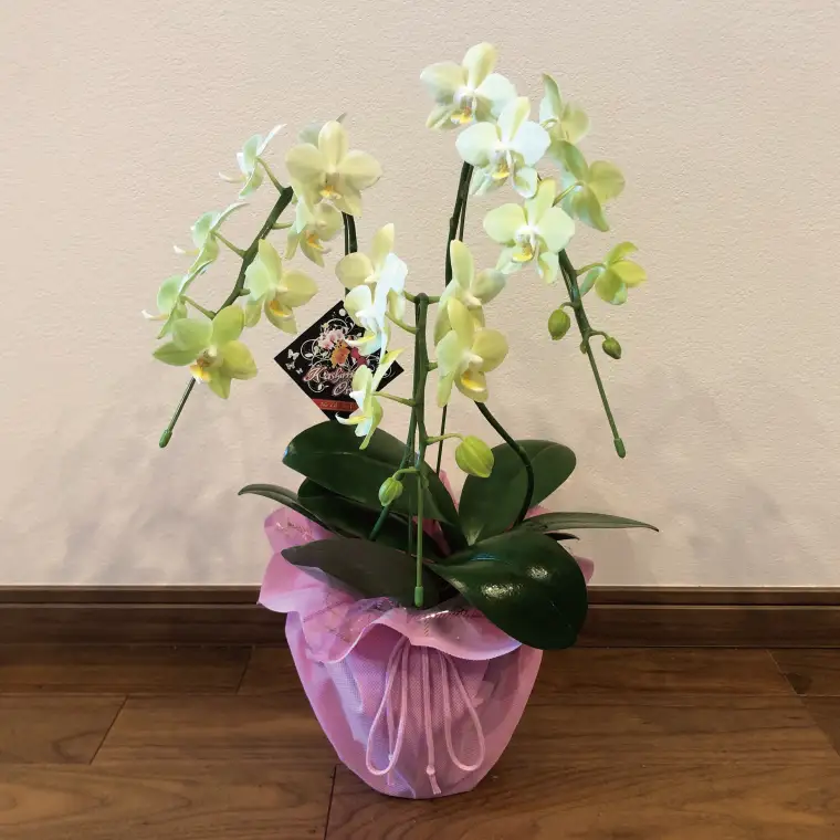 花農家応援企画！！おまかせミニ胡蝶蘭（3本寄せ）【お花 花 コチョウラン 胡蝶蘭 蘭 ラッピング 贈り物 プレゼント 誕生日 お祝い 誕生日 母の日 父の日 敬老の日 鹿嶋市 茨城県】（KAR-10）