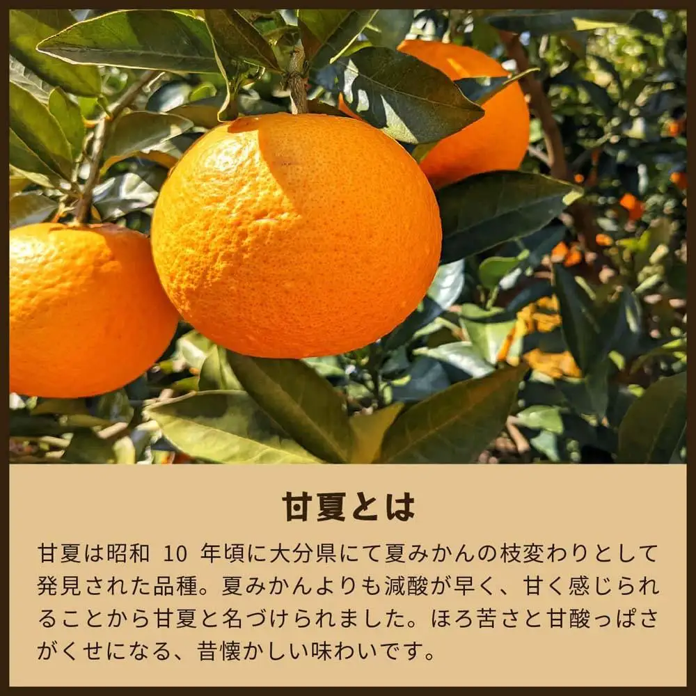 甘夏｜和歌山県海南市から産地直送でお届け｜4kg｜ご家庭用【2027年4月より発送開始】