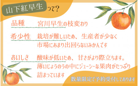【先行予約】秀品 「紅娘」 温州 みかん 山下紅早生 10kg 【S~2Lサイズおまかせ】【2026年11月下旬～2026年12月中旬までに順次発送】＜味好農園＞ /温州みかん みかん 蜜柑 柑橘 山下早生 早生 秀品 紅早生 フルーツ 果物 くだもの 希少【agy004-beni-10】