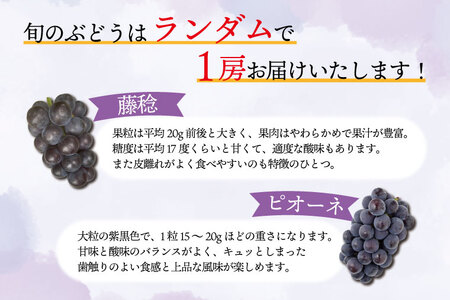 ぶどう食べ比べ 2房（約1kg）旬のぶどう＆シャインマスカット 【2026年9月下旬発送開始】 (DH005)