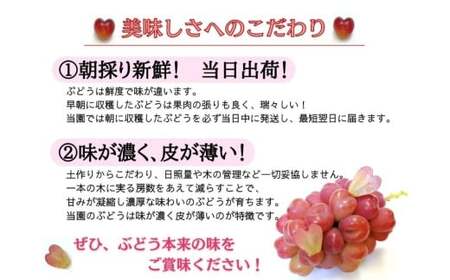 ※2026年の予約です！※ 【お試し】フルーツ王国岡山　朝採り新鮮！人気ぶどう瀬戸ジャイアンツ１房 離島発送不可 / ブドウ 真庭市 林ファミリー 【hfbd013-02】