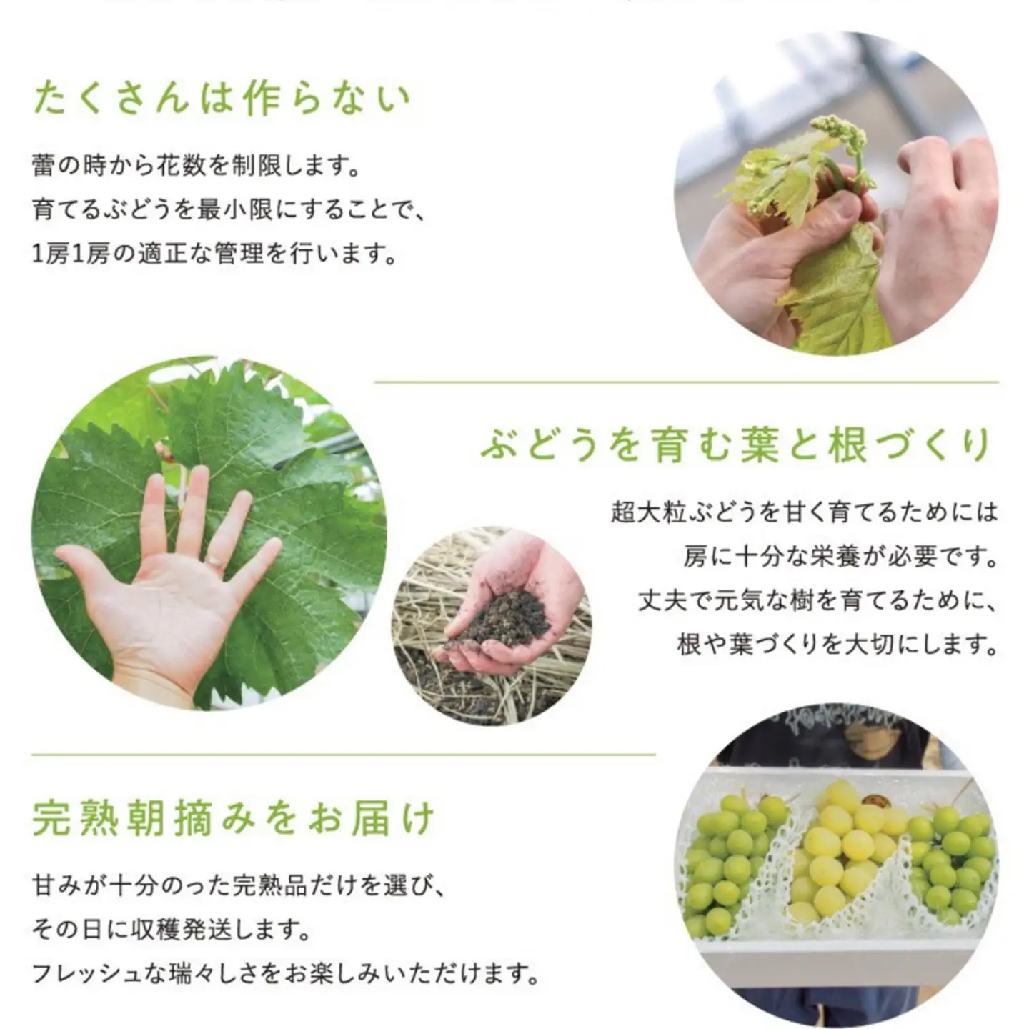 完熟シャインマスカット 1kg（2房）　シャインマスカット 秋ぶどう【9月発送】