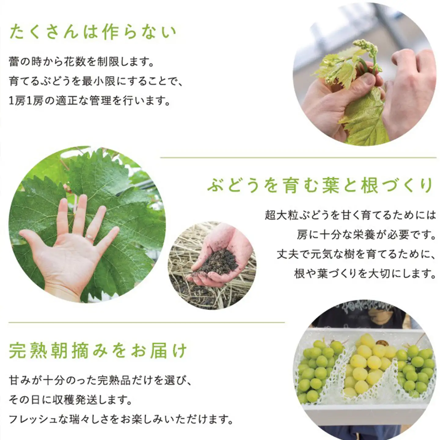 ぶどう 富士の輝（ふじのかがやき）1房 約800g【9月発送】秋ぶどう