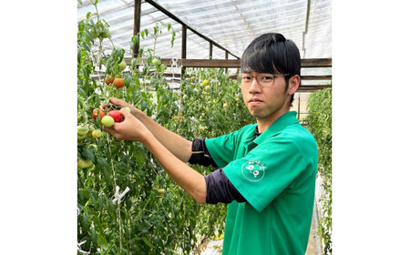 【先行予約】糖度9度以上 フルーツトマト しんちゃんトマト 約2.25kg (小～大玉サイズ　10～20個：750g×3箱) 〈2027年2月〜発送〉トマト 高糖度 高知県産 ふるーつとまと 野菜 やさい 料理 サラダ マリネ 甘味 酸味 食品 食べ物 リコピン おいしい お取り寄せ【しんちゃんトマト】[BQCG004]