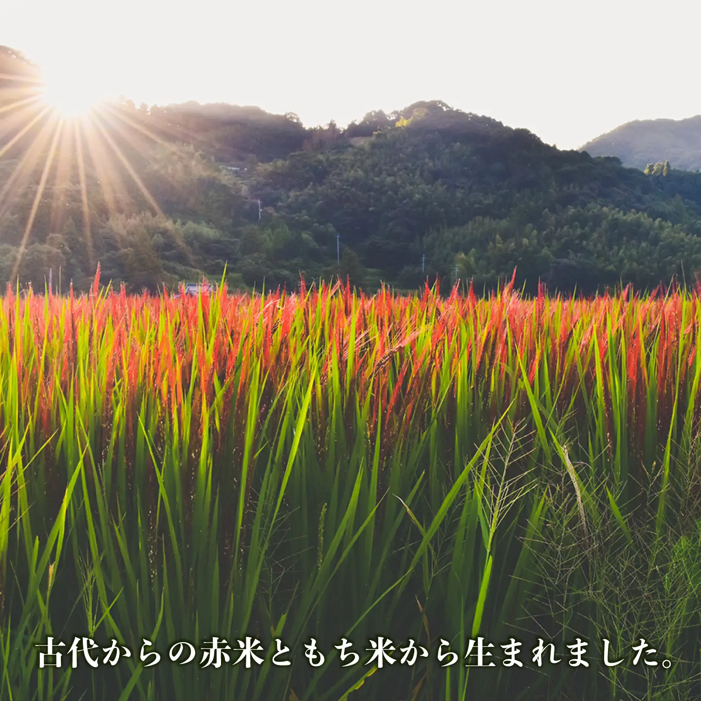 十穀米 糸島市 / Carna  [ALA055] 雑穀米 雑穀