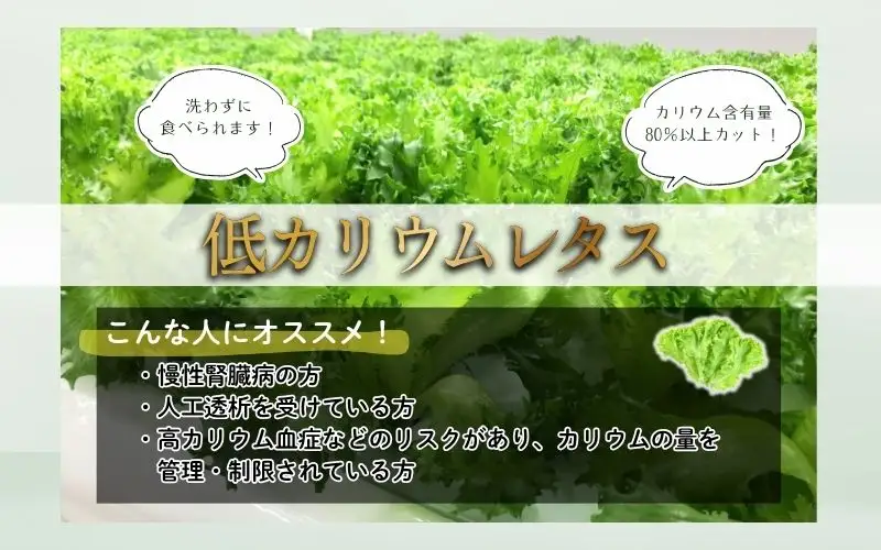 アノレタス（リーフレタス）新鮮シャキシャキ 栽培期間中無農薬低カリウムレタス 24袋セット【kkry0002】
