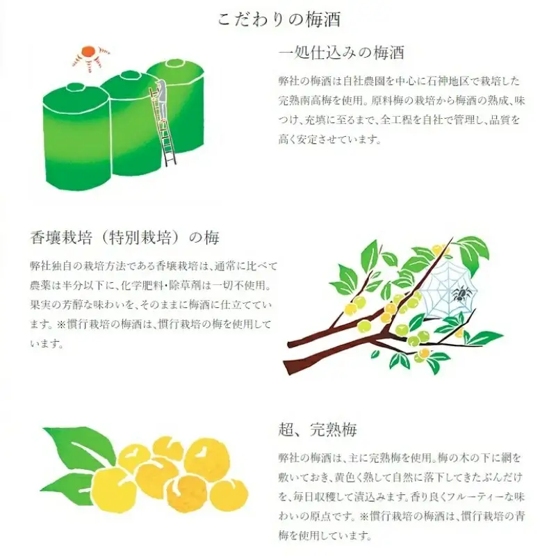 本格梅酒 「HAMADA」白ラベル スタンダード 720ml 13度/ 田辺市 梅干し 梅干 梅 うめ 梅酒 酒 紀州産 完熟梅 南高梅 本格梅酒【isg020-1】