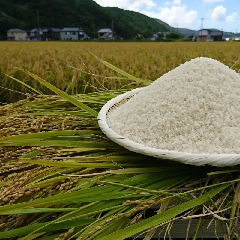 紀州のお米 熊野米 計10kg（5kg×2） /  田辺市 熊野 熊野米 ブランド米 米 ひかり新世紀 お米 コシヒカリ型品種 和歌山 紀州 ご飯 おこめ【tgm004-1】