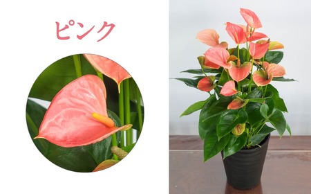 愛んすりうむ（アンスリウム）M（2株寄植え）湖東フラワー 滋賀県 東近江市 B-B05 アンスリウムアンスリューム観葉植物鉢植え花プレゼントギフトお祝いお供えインテリアフラワーグリーンリビング玄関飾りおしゃれ