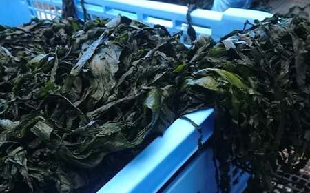 三陸山田 海藻 セット 寅丸水産 わかめ 塩蔵わかめ こんぶ 昆布 塩蔵昆布 めかぶ メカブ  味噌汁 みそ汁 おかず 岩手県 山田町 三陸 YD-509