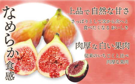 【2026年8月より順次発送】福岡県産とよみつひめ　約300g×2パック[H2298]