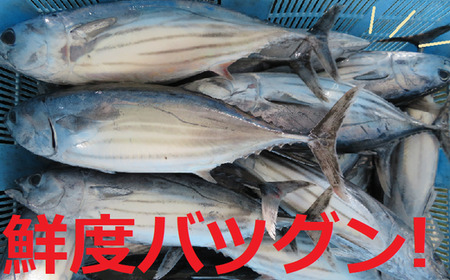 26-229．本生！老舗魚屋大将が厳選したカツオの食べ比べセット！本格カツオ藁焼きタタキと刺身（合計400ｇ）