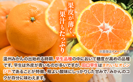 【先行予約】早生みかん(田口早生) 約5kg《2026年11月中旬～12月末頃より出荷予定(土日祝除く)》ｍ＆ｎ果実園 和歌山県 紀の川市 送料無料 蜜柑 柑橘 果物 フルーツ 温州みかん 早生みかん 田口早生