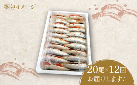 【全12回定期便】ピリ辛 いわし明太20尾 [ABCJ080] 