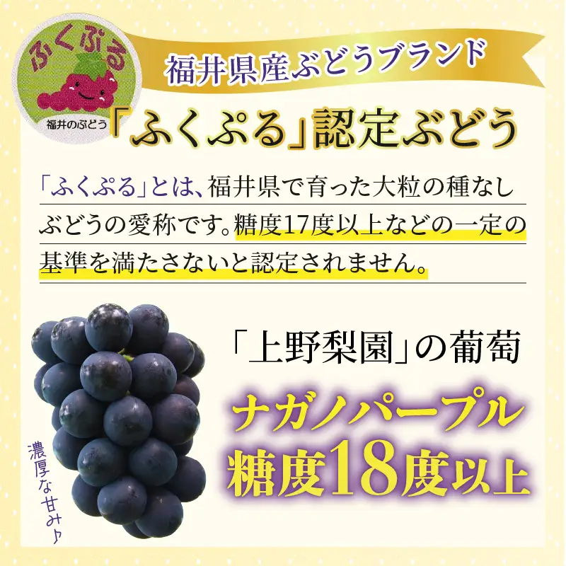 【先行予約】【種なし】【朝採れ】【秀品】上野梨園のナガノパープル 約1kg 農園直送【上野の葡萄】 / ぶどう フルーツ 果物 くだもの 贈答 お土産 種なし 旬 皮ごと食べる ポリフェノール 美容 レスベラトロール ぶどう狩り 巨峰  甘い 大粒 新鮮 濃厚※2026年8月下旬より順次発送 [aw077-a023]