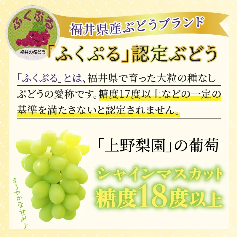【先行予約】【種なし】【朝採れ】【秀品】上野梨園のシャインマスカット 農園直送【上野の葡萄】 / ぶどう フルーツ 果物 くだもの 贈答 お土産 種なし 旬 皮ごと食べる 　美容 ぶどう狩り 巨峰に負けない 爽やかな甘さ 大粒 新鮮 朝採れ 厳選※2026年9月上旬より順次発送 [aw077-a011]