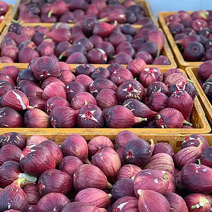いちじく 朝採り 【2026年配送】　約1kg ／ 無花果 イチジク フルーツ くだもの 果物 果実 朝採れ 新鮮 農家直送 河南町産 大阪府 特産品 No.330