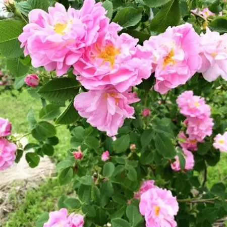 蓼科高原からお届けする薔薇の自然派化粧水(オールドローズローション)120mL_美容 化粧水・乳液・美容液 スキンケア _【1416283】
