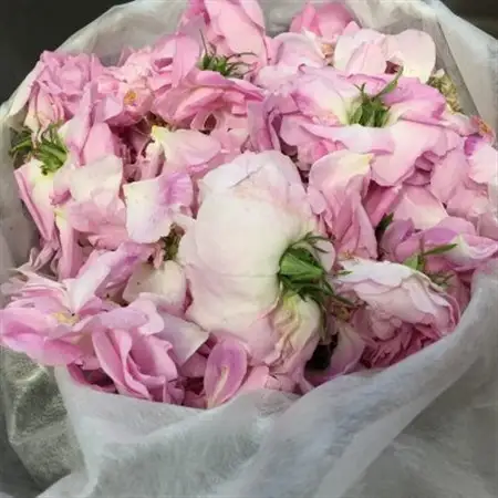 薔薇香る乳液(オールドローズミルクローション)蓼科高原産ローズ水を贅沢配合!_美容 化粧水・乳液・美容液 スキンケア _【1416287】