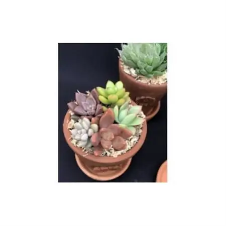 サボテン相談室のオリジナルテラコッタ多肉植物の寄せ植え3点セット(受け皿付き)_花・観葉植物 観葉植物・苗木  _【1338175】