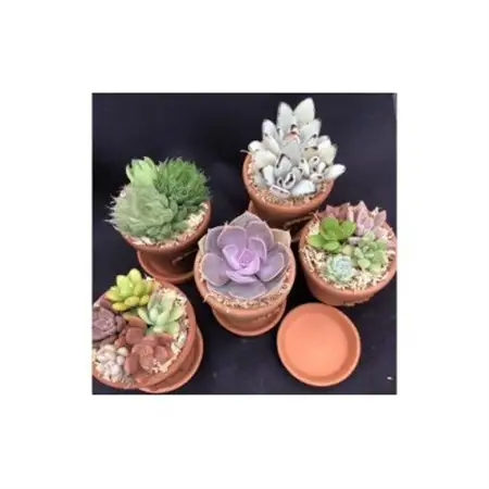 サボテン相談室のオリジナルテラコッタ多肉植物の寄せ植え5点セット(受け皿付き)_花・観葉植物 観葉植物・苗木  _【1338177】