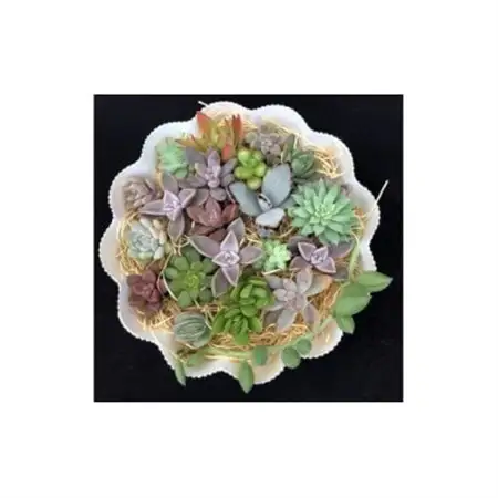 サボテン相談室の多肉植物寄せ植え用カット苗セット(20個)_花・観葉植物 観葉植物・苗木  _【1338178】