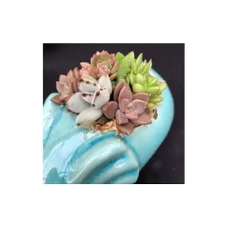 サボテン相談室のゾウさん多肉植物寄せ植え(種類おまかせ)_花・観葉植物 観葉植物・苗木  _【1338189】