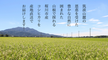 【 令和7年産 】数量限定 桜川市産 こしひかり 10kg（5kg×2袋） 茨城県産 桜川 米 お米 白米 コメ ごはん 精米 コシヒカリ こしひかり 国産 限定 [AX009sa]