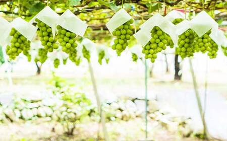 【先行予約 2026年度発送】数量限定 【山形県秋の味覚】シャインマスカット 1kg 2～3房 マスカット ぶどう ブドウ 葡萄 デザート フルーツ 果物 くだもの 果実 食品 山形県 FSY-0803