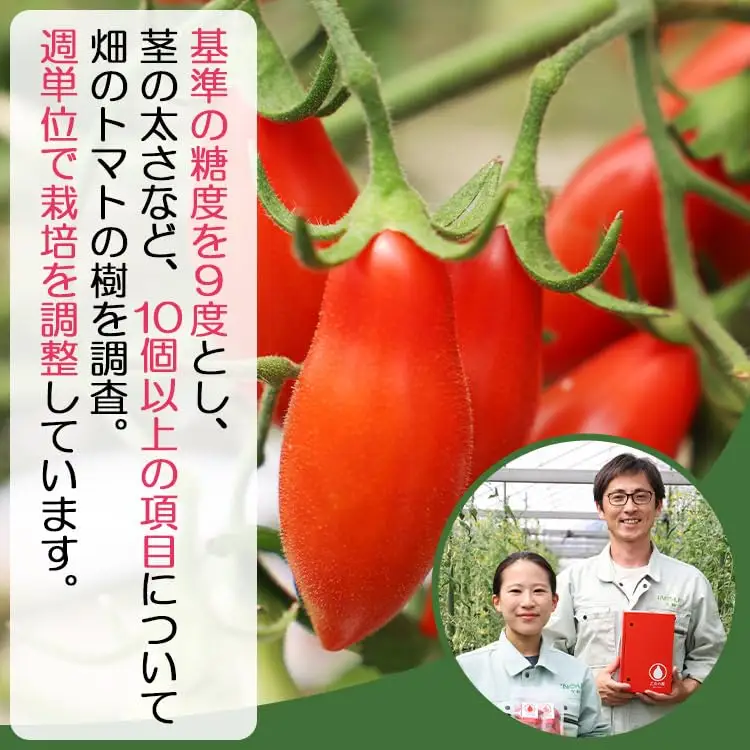 【発送開始】ミニトマト 乙女の涙 スウィーティア 1kg ミニトマト is-0016