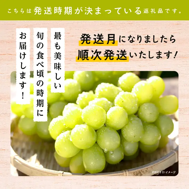 《2026年9月中旬以降順次発送》羽山のぶどう シャインマスカット 1.5kg【羽山果樹組合】