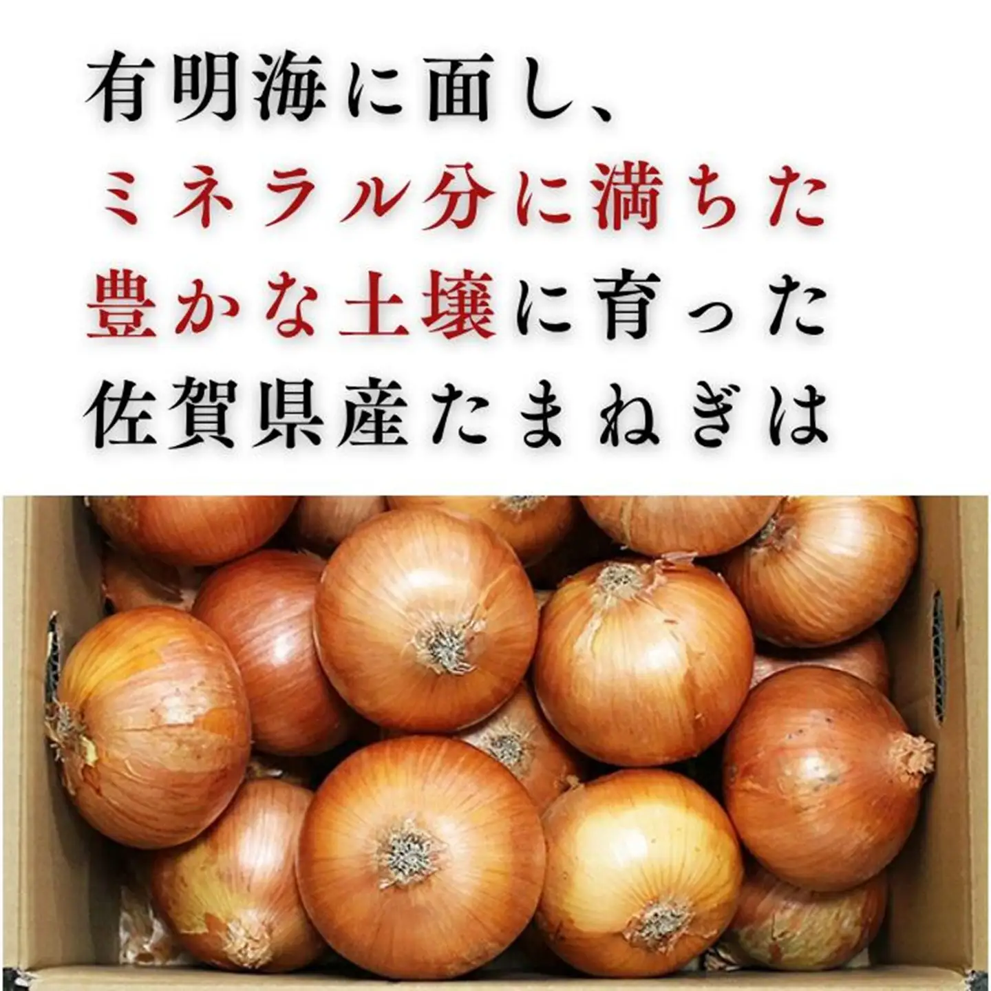 【期間限定】佐賀県産 たまねぎ 10kg 旬 佐賀県 佐賀市 玉ねぎ：A085-059