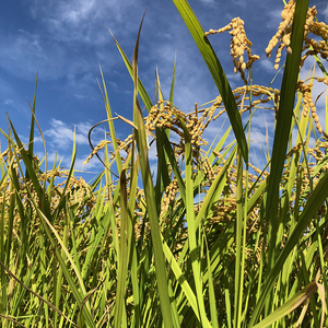 【令和8年度米】【新米予約】農家直送「富富富」10kg（玄米）｜富山米 ふふふ ※2026年9月～発送