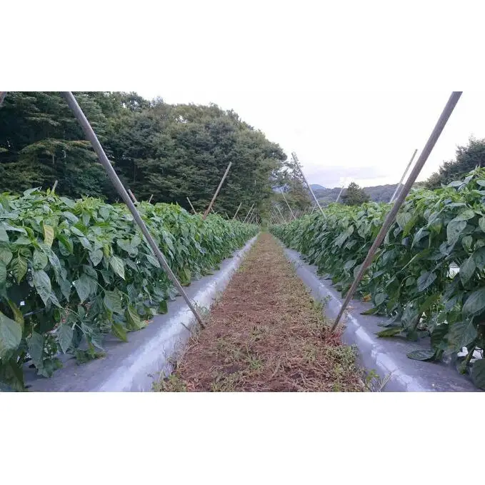 有機栽培 夏野菜 8～10品 詰め合わせ 群馬県産 東吾妻 有機JAS 認証取得 野菜セット 旬の野菜 夏野菜セット 食材 国産 お楽しみ 食品セット 食卓 
